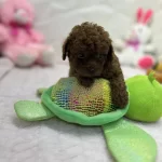 2.5 Aylık Toy Poodle Bebekler