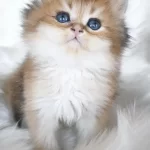 Ny25 Erkek British Longhair