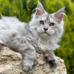 Maine Coon Shaded Line Polydactyl Erkek
