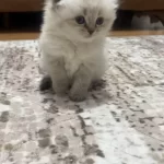 Kuru Mamaya Ve Kum Kabına Alışkın Sevimli Bir Scottish Fold