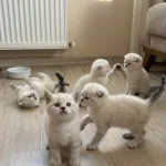 Birbirinden Güzel Scottish Fold Bebeklerimiz