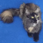 11 Aylık Maine Coon Dişi Teslime Hazırdır