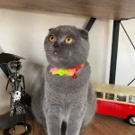 Ücretsiz Scottish Fold Kedisi