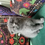 Grı Kırık Kulak Yavru Scottish Fold