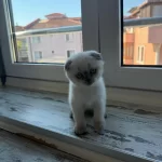 2 Adet Dişi Scottish Fold