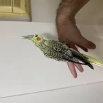 Bayram Şekeri Jumbo Erkek Sultan Papağanı