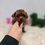 Maltipoo Yavrularımız