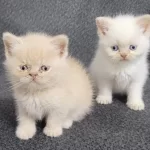 Minik Persian Dostlarımız Yeni Yuvalarını Arıyor