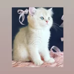 Safkan British Longhair Shorthair Yavrular