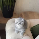Ayı Surat British Shorthair Yavrum
