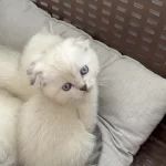 Scottish Fold Top Kafa Bebekler
