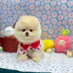 Safkan Pomeranian Boo Yavrularımız