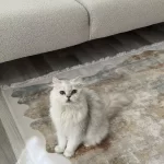Ücretsiz British Longhair