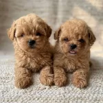 Petmode Köpek Çiftliğinden Tea Cup Kore Maltipoo