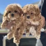 Ankrada Yasal Ruhsatlı Çiftlikden Maltipoo Yavrularımız