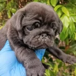 A Kaliteli İrk Ve Sağlik Garantili Pug Mops Bebekler