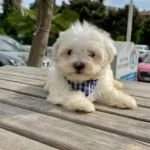 Maltese Terrier Sifir Numara A Kalite Yavrularim