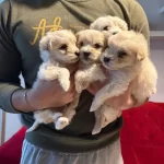 A Kalite Maltipoo Bebeklerimiz
