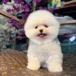 Ankaranın Tek Pet Danışmanlığı