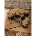 Pug Yavrularım Yeni Sahibini Bekliyor Anne Baba Scrlli