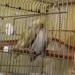 Yüksek Mutasyon Sevda Papağan Takimi