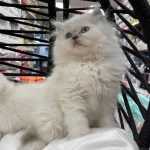 British Longhair Yavrular