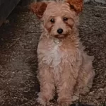 Uslu Bir Maltipoo Kiz