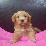 Ruhsatlı Resmi İşletmeden Taksit Avantajıyla Maltipoo