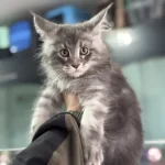 Yasal Ruhsatlı Çiftlikde Ziyarete Açık Maine Coon Lar
