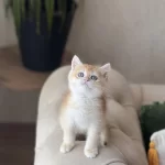 Safkan Scrli British Shorthair Golden Yavrum