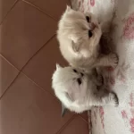 Yavru İran Kedilerimizi Sahiplendiriyoruz