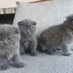 3 Tatlış Scottish Fold Yavrum