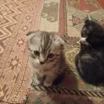 Toplu Veya Tek Kedilerim