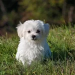 Maltese Terrier Xs Oyuncu Ve Uyumlu Yavrular