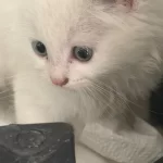 Farklı Gözleriyle Kalbinizi Çalacak Kedimiz