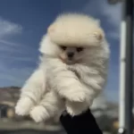Tea Cup Teddy Face Pomeranian Lar Petmode Den
