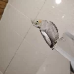 2 Yaşında Dişi Sultan Papağanı