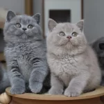 Koca Kafa Baby Face British Shorthair Yavruları