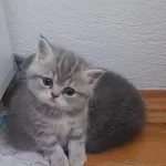 2 Aylık Yavru Rezerveye Acık 1 Erkek Ve 1 Dişi