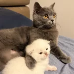 1 Aylık Kırık Kulak Scottish Fold