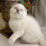Scottish Fold Blue Point Yavrular