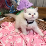 Safkan British Shorthair Ve Scottish Fold Yavrular