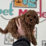 Petmode Köpek Çiftliğinden Tea Cup Kore Poodle