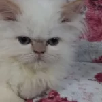 Güzeller Güzeli İran Kedimize Ömürlük Yuva Arıyoruz