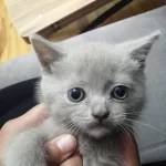 Bayram Şekerleri Kediler