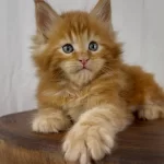 Maine Coon Erkek Üst Kaliteli Wcf