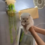 Pomeranian Boo Erkek Ve Dişi Yavrularımız