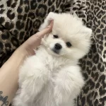Pomeranian Dişi Üst Kaliteli