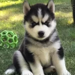 Mavi Gözlü Husky Şekerlemeler