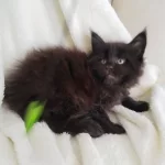 Xxxl Maine Coon Üst Kaliteli Dişi